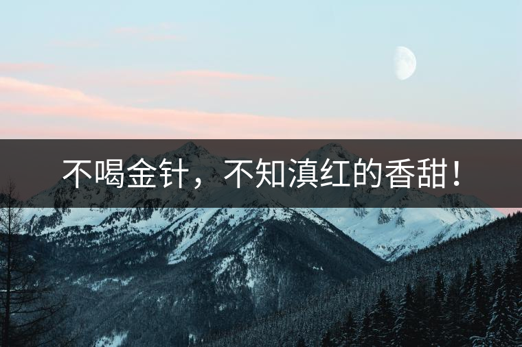 不喝金針，不知滇紅的香甜！