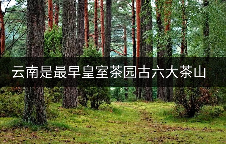 云南是最早皇室茶園古六大茶山發(fā)源地嗎？