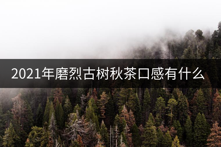 2021年磨烈古樹秋茶口感有什么特點？