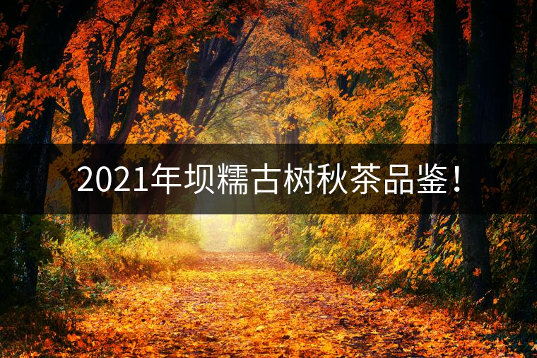 2021年壩糯古樹(shù)秋茶品鑒！