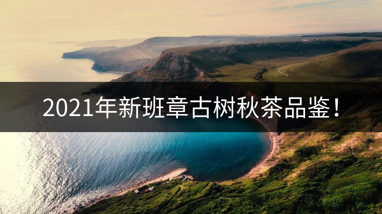 2021年新班章古樹秋茶品鑒！