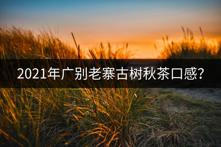 2021年廣別老寨古樹秋茶口感？