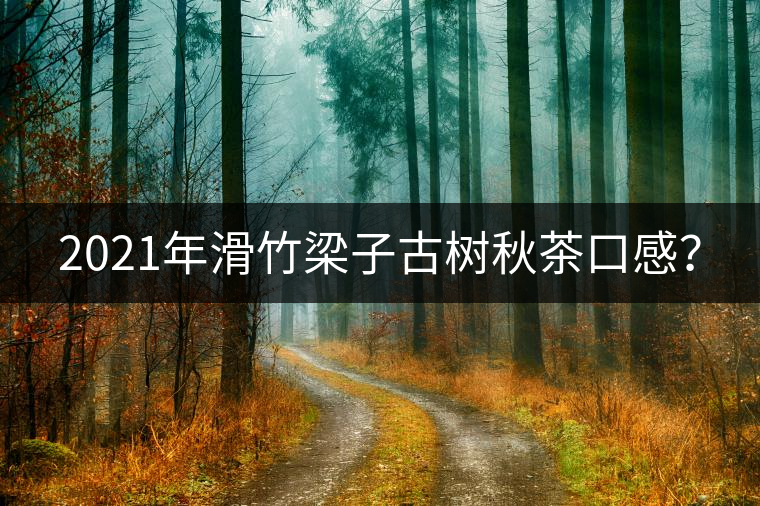 2021年滑竹梁子古樹秋茶口感？