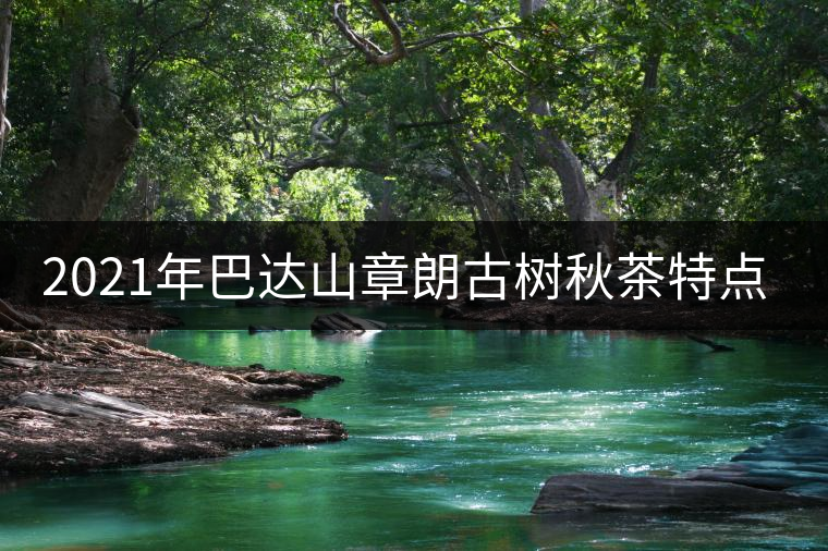 2021年巴達(dá)山章朗古樹秋茶特點? 2021年巴達(dá)山章朗古樹秋茶特點?