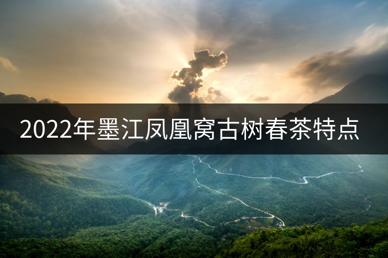 2022年墨江鳳凰窩古樹春茶特點(diǎn)是什么？
