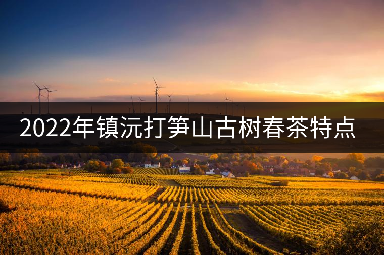 2022年鎮(zhèn)沅打筍山古樹春茶特點(diǎn)？