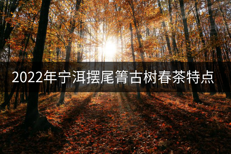 2022年寧洱擺尾箐古樹春茶特點(diǎn)？