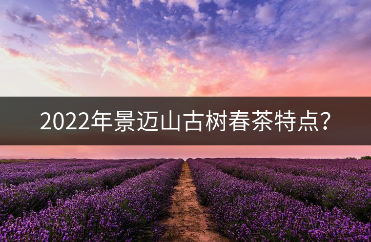 2022年景邁山古樹(shù)春茶特點(diǎn)？