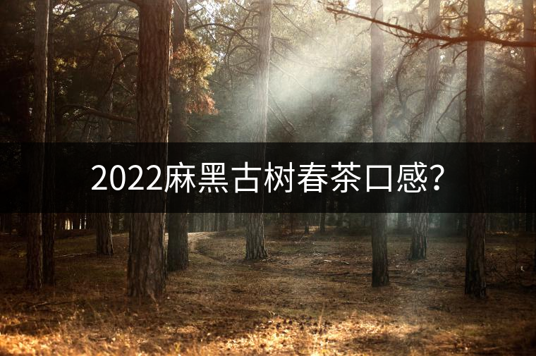 2022麻黑古樹(shù)春茶口感? 2022麻黑古樹(shù)春茶口感?