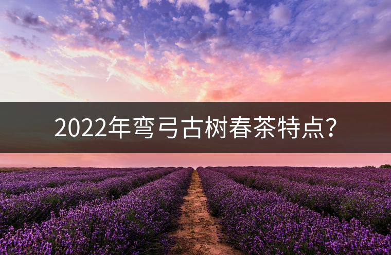 2022年彎弓古樹春茶特點(diǎn)？