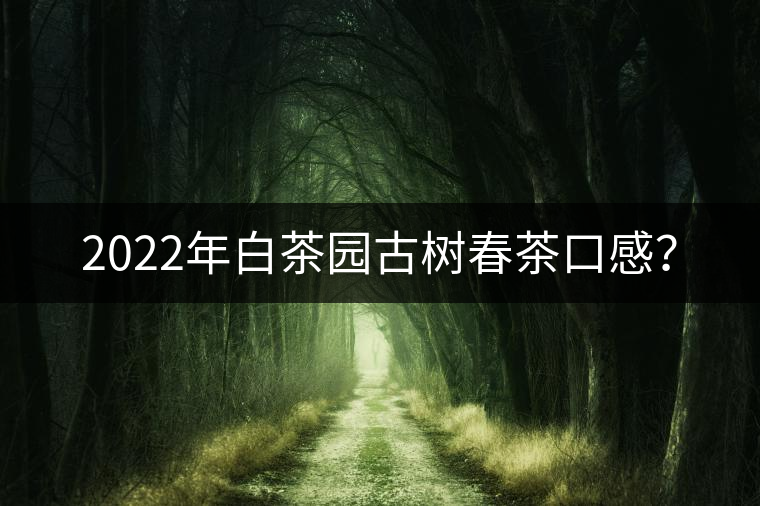 2022年白茶園古樹春茶口感？
