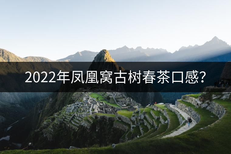 2022年鳳凰窩古樹(shù)春茶口感？