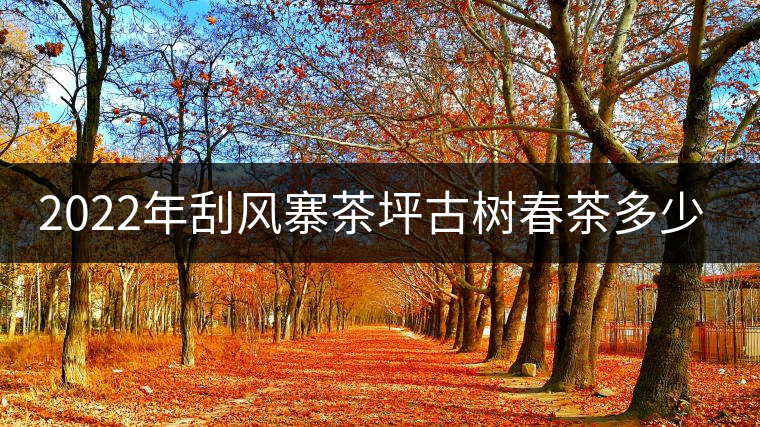 2022年刮風(fēng)寨茶坪古樹(shù)春茶多少錢(qián)一公斤？