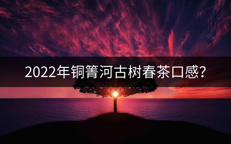 2022年銅箐河古樹春茶口感？