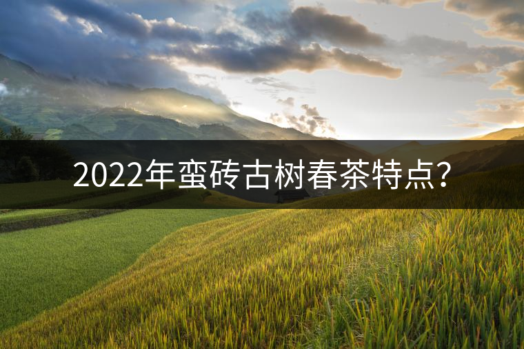 2022年蠻磚古樹(shù)春茶特點(diǎn)？