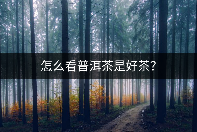 怎么看普洱茶是好茶？