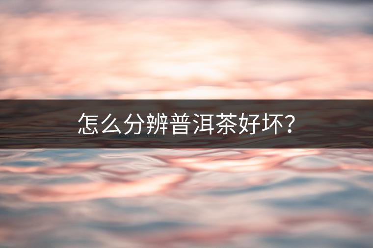 怎么分辨普洱茶好壞？