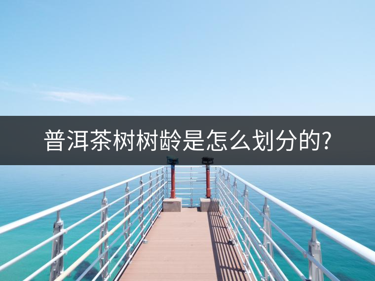 普洱茶樹樹齡是怎么劃分的?