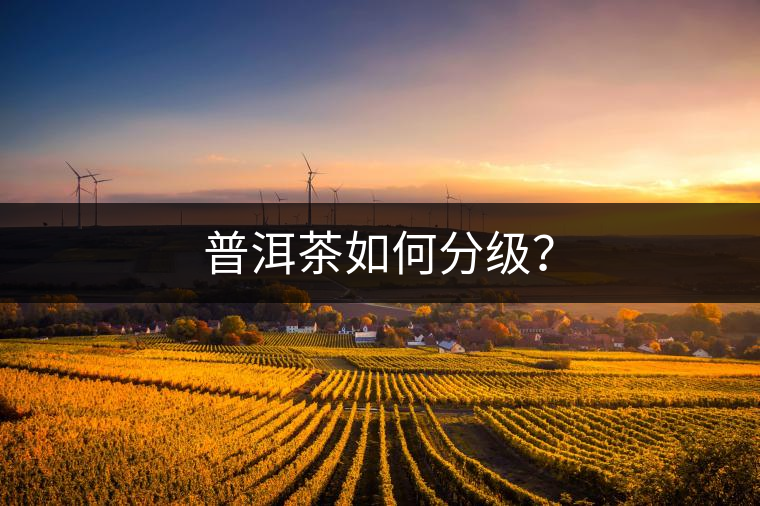 普洱茶如何分級？