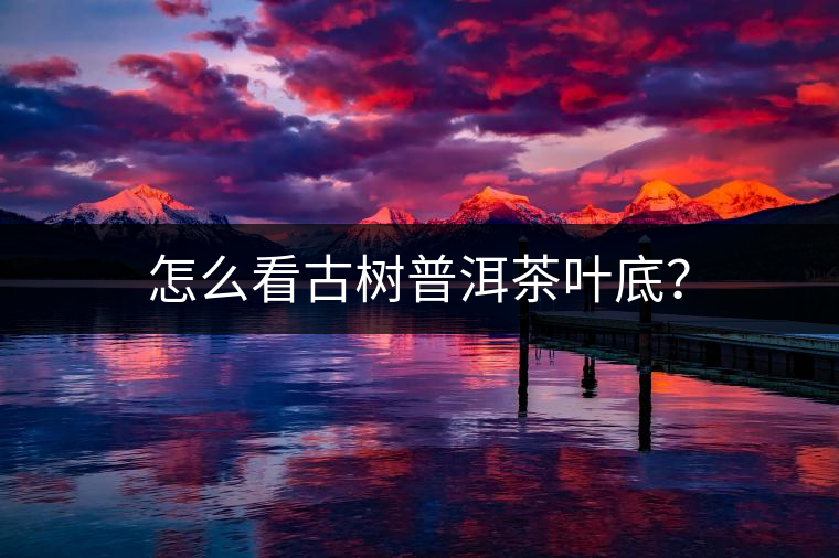 怎么看古樹普洱茶葉底？