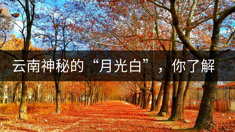 云南神秘的“月光白”，你了解多少？