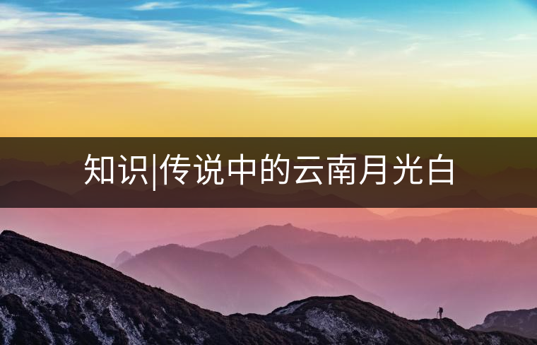 知識(shí)|傳說中的云南月光白 知識(shí)|傳說中的云南月光白
