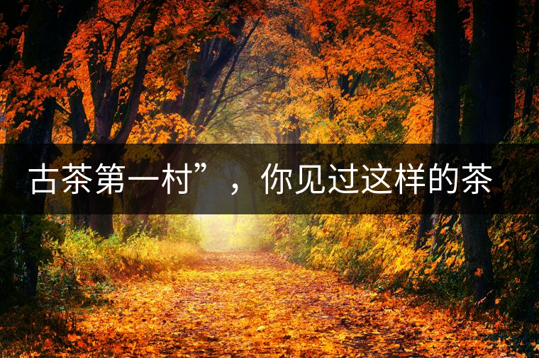 古茶第一村”，你見過這樣的茶樹嗎？