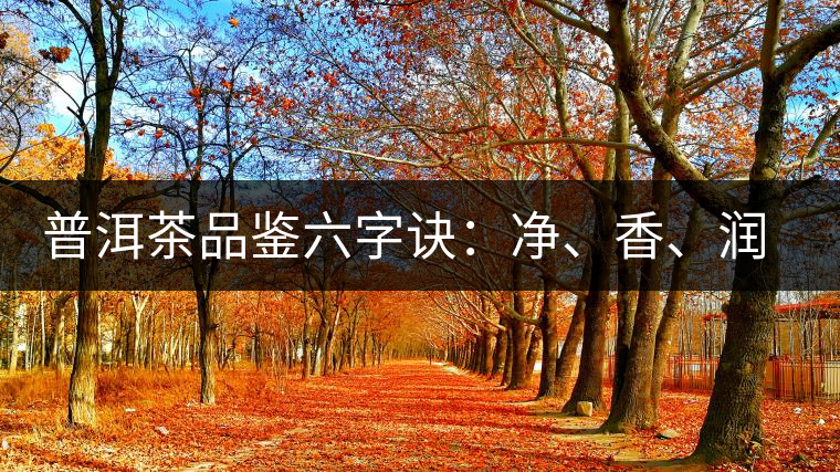 普洱茶品鑒六字訣：凈、香、潤(rùn)、厚、甘、甜，帶你體驗(yàn)普洱的魅力