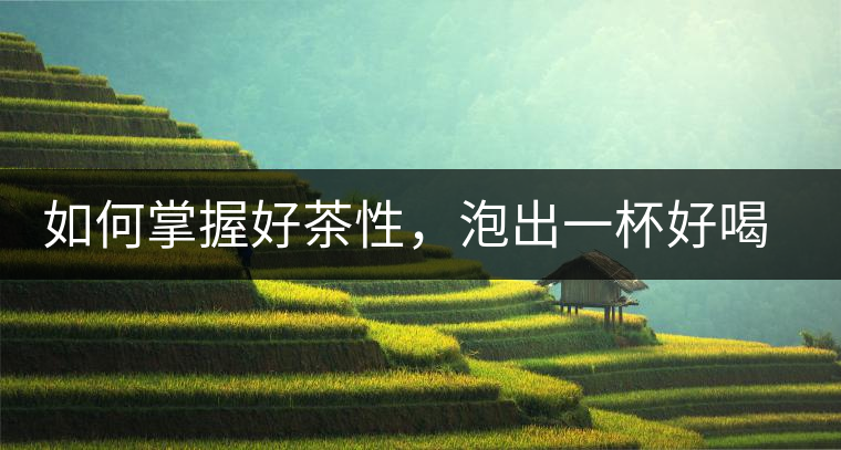 如何掌握好茶性，泡出一杯好喝的普洱熟茶？