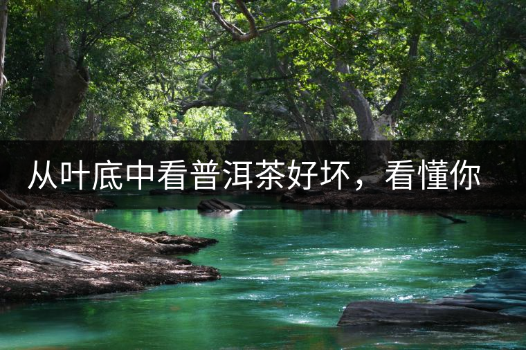 從葉底中看普洱茶好壞，看懂你就是真正的茶界高手！