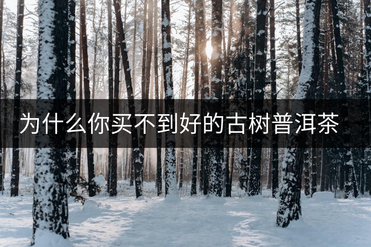 為什么你買不到好的古樹普洱茶？買茶防坑指南，看完就有收獲！