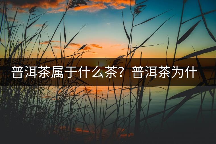 普洱茶屬于什么茶？普洱茶為什么會越陳越香？