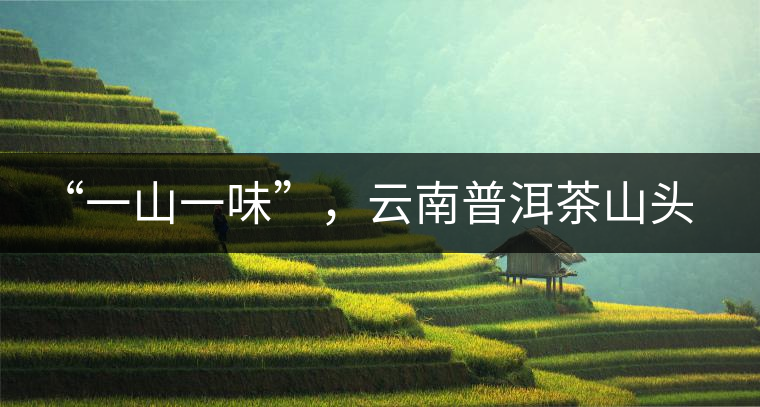 “一山一味”，云南普洱茶山頭茶的真實(shí)意義！