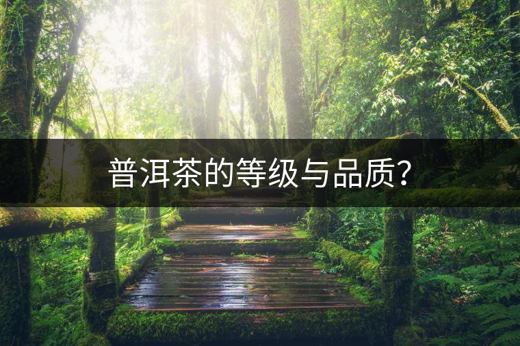 普洱茶的等級與品質(zhì)？