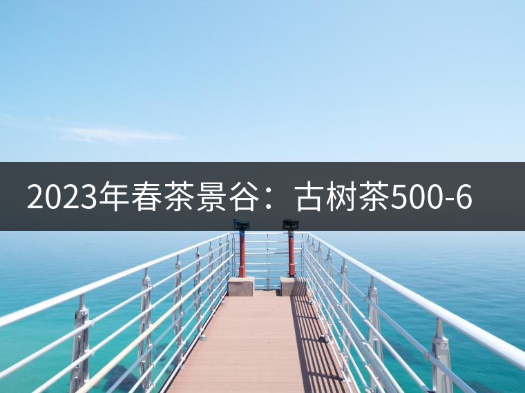 2023年春茶景谷：古樹茶500-600元／公斤，紫芽茶300-480元／公斤，白芽茶1200-2000元／公斤。