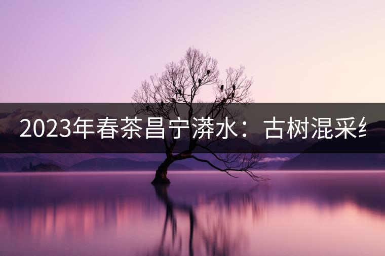 2023年春茶昌寧漭水：古樹(shù)混采純料480-600元／公斤，大樹(shù)360-420元／公斤，臺(tái)地260-300元／公斤，古樹(shù)單株均價(jià)880-1200元／公斤。