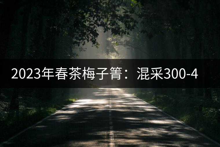 2023年春茶梅子箐：混采300-400元／公斤，挑采600元／公斤