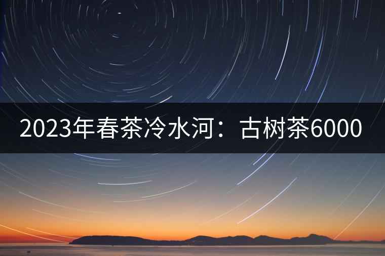 2023年春茶冷水河：古樹茶6000-6500元／公斤