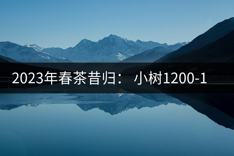 2023年春茶昔歸： 小樹1200-1600元／公斤，大樹4500-5200元／公斤，古樹7500-9000元／公斤.