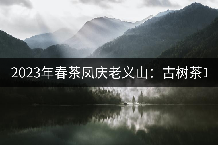2023年春茶鳳慶老義山：古樹茶1600-2000元／公斤
