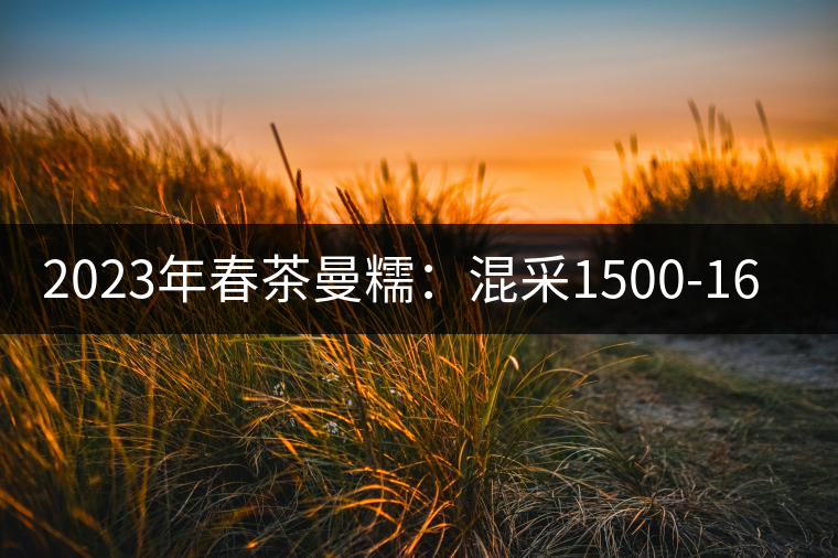 2023年春茶曼糯：混采1500-1600元／公斤，挑采2000-2400元／公斤