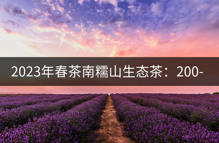 2023年春茶南糯山生態(tài)茶：200-300元／公斤，古樹：900-1500元／公斤