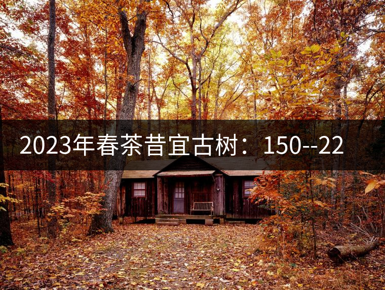 2023年春茶昔宜古樹(shù)：150--220元／公斤