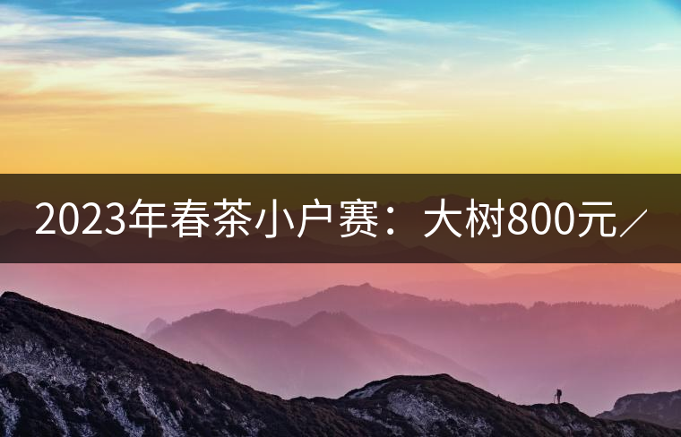 2023年春茶小戶賽：大樹(shù)800元／公斤，古樹(shù)1200-1300元／公斤