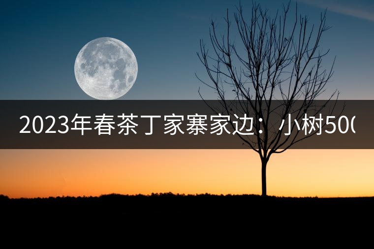 2023年春茶丁家寨家邊：小樹500元／公斤，古樹1500-1600元／公斤