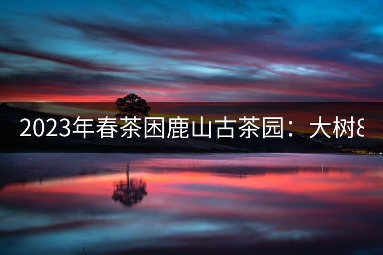 2023年春茶困鹿山古茶園：大樹8000-12000元／公斤，周邊小樹200-300元／公斤