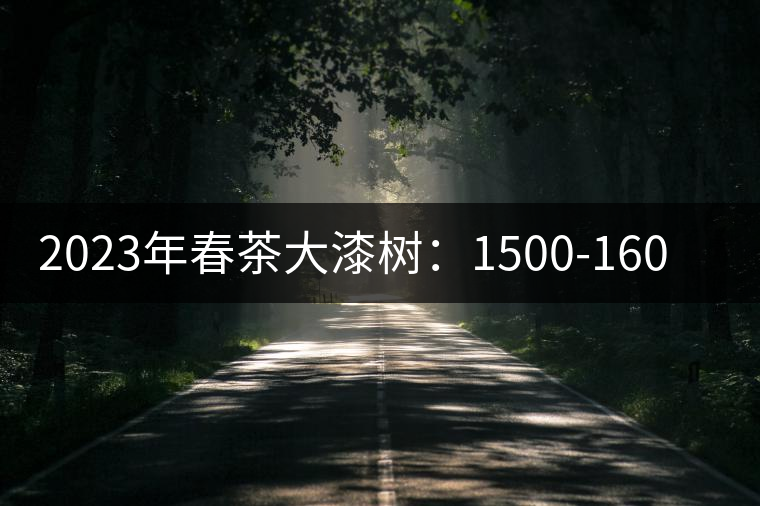 2023年春茶大漆樹：1500-1600元／公斤