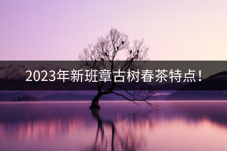 2023年新班章古樹春茶特點！