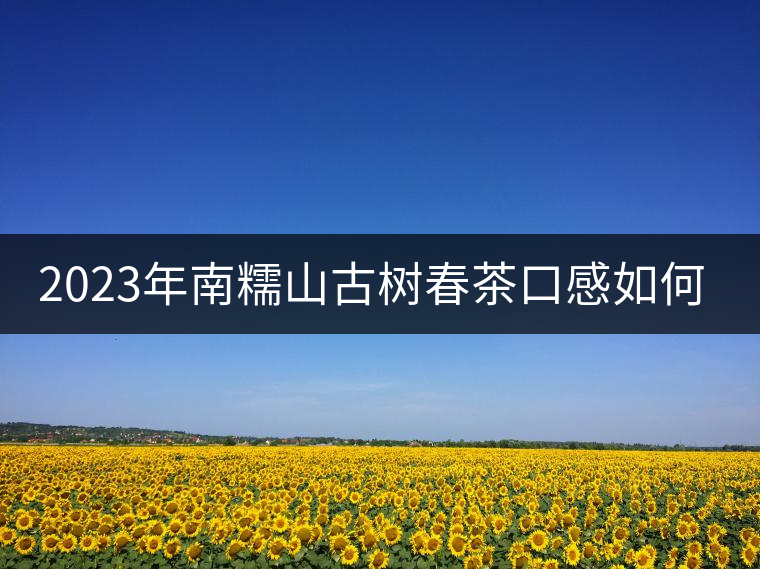 2023年南糯山古樹(shù)春茶口感如何？