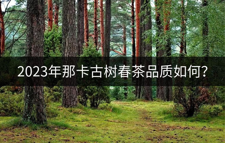2023年那卡古樹春茶品質(zhì)如何？